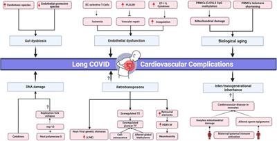 Beyond acute infection: molecular mechanisms underpinning cardiovascular complications in long COVID